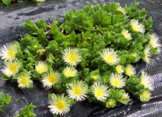 sCELETIUM tOTUOSUM. RENUMITA kANNA- 1 sectiune planta pentru inradacinare foto