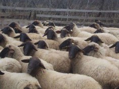 Vand oi carabase foto