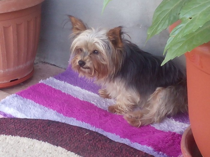 Vand Yorkshire Terrier Mini Toy Arhiva Okazii Ro