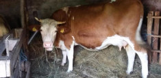 Vand urgent vaca gestanta baltata romaneasca cu al doilea vitel. foto