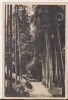 Bnk cp Bazna - Aleea cu brazi - circulata 1955, Printata