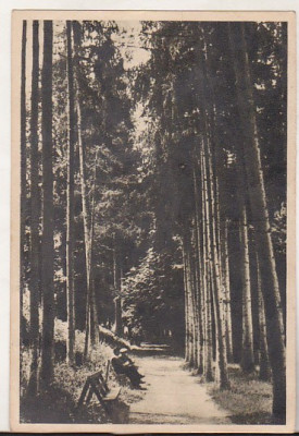 bnk cp Bazna - Aleea cu brazi - circulata 1955 foto