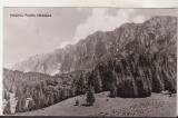 Bnk cp Masivul Piatra Craiului - Vedere - circulata, Printata, Brasov