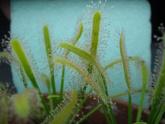Seminte de planta carnivora drosera capensis var. alba (30 seminte) foto mare Seminte de planta carnivora drosera capensis var. alba (30 seminte) foto mare