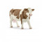 Vaca Simmental