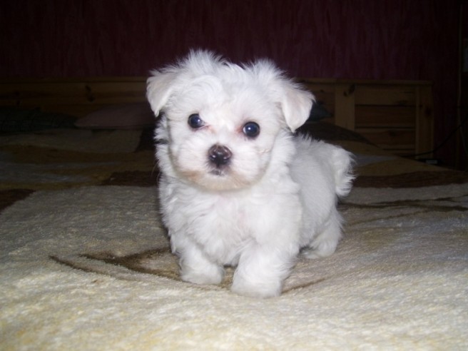 Caini bichon - Cumpara cu incredere de pe Okazii.ro.