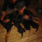 Vand pui rottweiler pur mascul