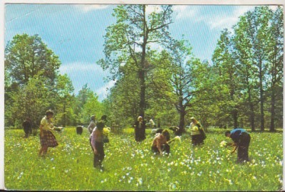 bnk cp Fagaras-Vad - Poiana narciselor - circulata foto