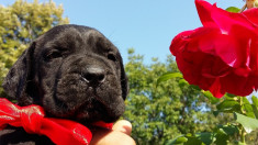 Catei CANE CORSO foto