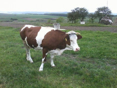 Vand vaca baltata romaneasca 3 ani foto
