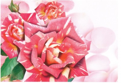 Moldova 2012, Flora - Trandafiri foto