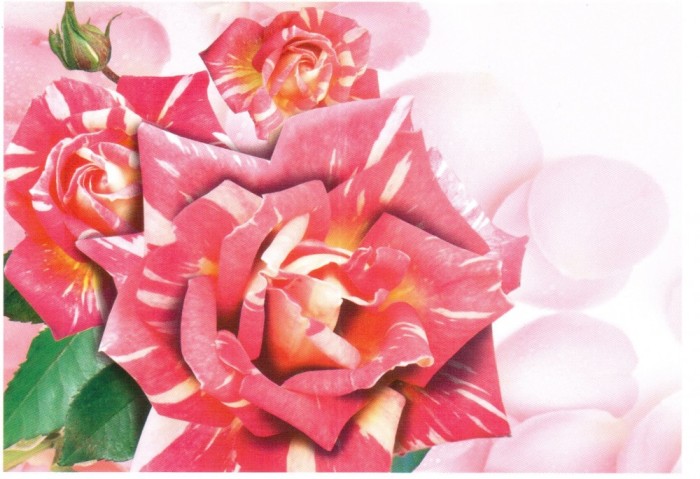 Moldova 2012, Flora - Trandafiri