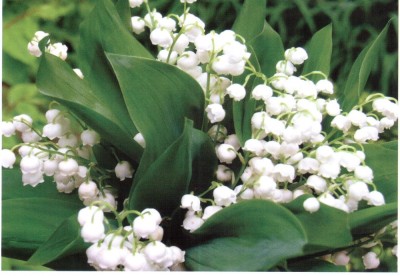 Moldova 2016, Flori foto