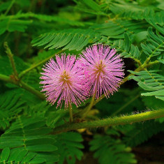 Seminte mimosa pudica (mimoza) planta miscatoare 35 buc. foto