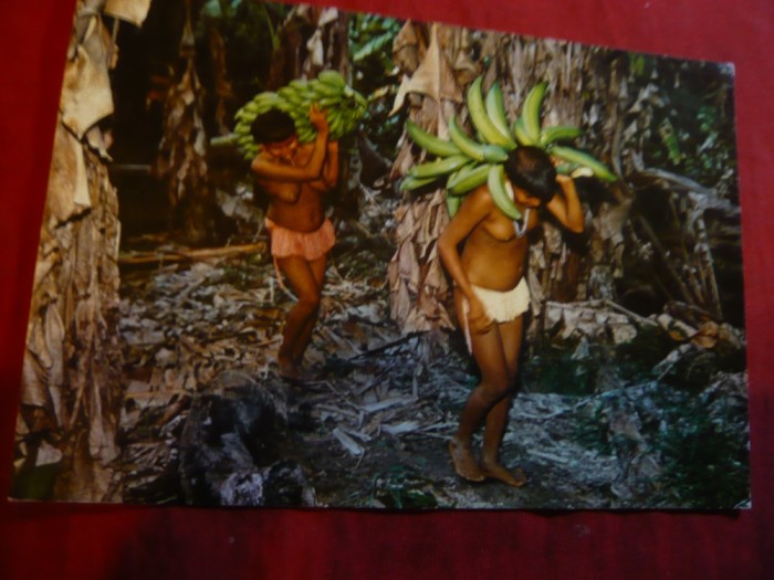 Ilustrata Venezuela 1975 - Culegatorii de Banane