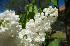 liliac parfumat alb, plante cu radacina nuda, super oferta foto