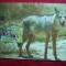 Maxima Colita -Fauna- Sacal 2001 Bulgaria