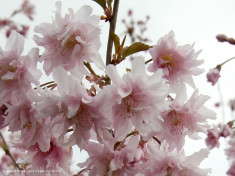 Prunus incisa ?Oshidori? - cires japonez roz foto