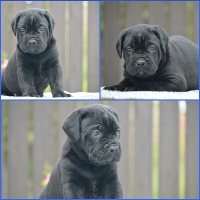 Vand Catei Cane Corso Cu Pedigree Arhiva Okaziiro