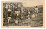 3403 - ETHNIC, Peasants from VINTAGE - old postcard - unused, Necirculata, Printata