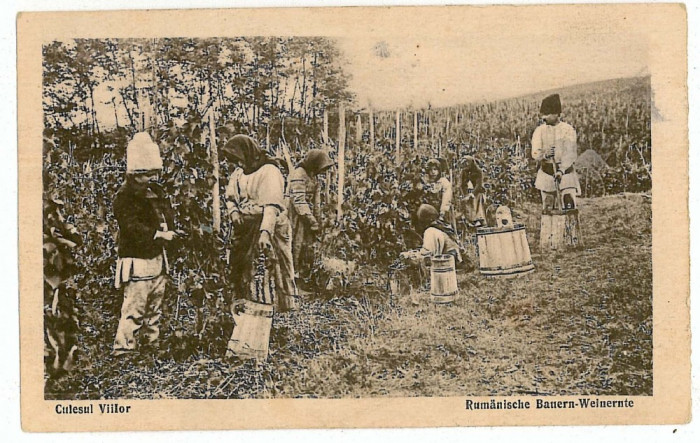 3403 - ETHNIC, Peasants from VINTAGE - old postcard - unused