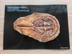 Fosila crustaceu preistoric ~ 450 milioane de ani - Replica de muzeu foto