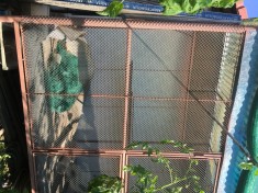 Cotarca foto