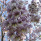 Paulownia elongata ? 30 seminte