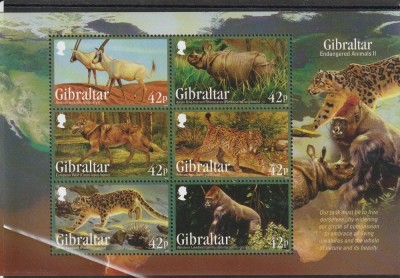 Fauna Gibraltar . foto