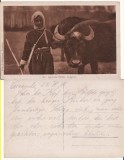 Cernavoda, Constanta , Dobrogea - Tigani, bivoli - rara-militara, WWI, WK1, Circulata, Printata