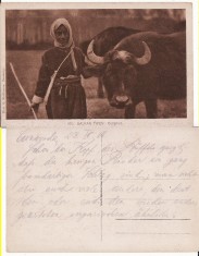 Cernavoda, Constanta , Dobrogea - Tigani, bivoli - rara-militara, WWI, WK1