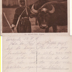 Cernavoda, Constanta , Dobrogea - Tigani, bivoli - rara-militara, WWI, WK1