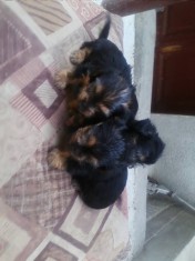 catei Yorkshire terrier mini toy foto