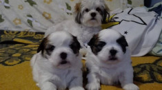 Pui shih tzu rasa pura foto