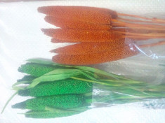 Plante naturale uscate - Babala ( papura decorativa) - diverse culori foto
