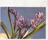 bnk cp Romania - Felicitare - flora - necirculata