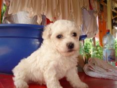 Bichon foto