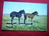 Ilustrata 2 Magari din Dartnoor Anglia