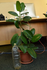 Ficus foto