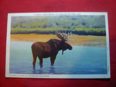 Ilustrata Cerb Moose Yellowstone - Parc National SUA ,anii &amp;#039;20 foto