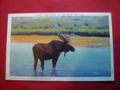 Ilustrata Cerb Moose Yellowstone - Parc National SUA ,anii &amp;#039;20 foto