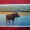 Ilustrata Cerb Moose Yellowstone - Parc National SUA ,anii &#039;20