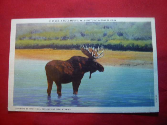 Ilustrata Cerb Moose Yellowstone - Parc National SUA ,anii &#039;20