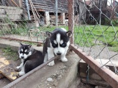 Pui Husky foto