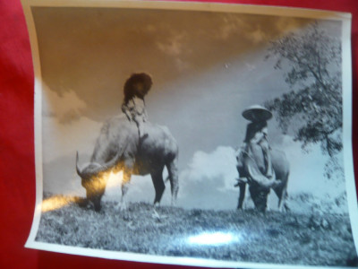 Fotografie- Copii vietnamezi calare pe bivoli , 22x18 cm , interbelica foto