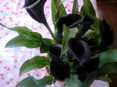 Calla neagra (inflorita) foto