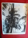 Fotografie din filmul O Aventura in Marea Caraibilor- anii &#039;50 ,dim.=23x29 cm