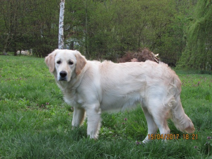 Golden Retriever Femela 8 Luni Livrare Gratuita Pret Negociabil