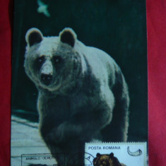 Maxima - Fauna -Ursul Brun 1983 , Muzeul Ploiesti