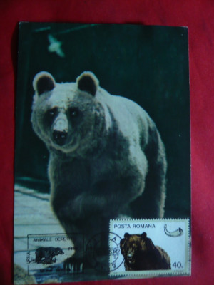Maxima - Fauna -Ursul Brun 1983 , Muzeul Ploiesti foto